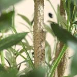 Künstliche Olivenbaum Pflanzen 210cm Fake Tropische Plastik Pflanze Perfekte Große Pflanzen im Topf für Indoor Outdoor Haus Büro Garten Moderne Dekoration Housewarming Geschenk