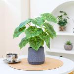 Kunstgroene plant in pot, kunstmatige vetplanten, planten in pot, 35 cm grote groene kunstmatige plant, kunstbladeren, voor thuis, bureau, woonkamer, decoratie
