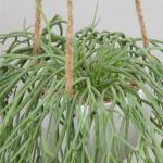 Kunstplant hangplant kunstmatige potplant koraalcactus kunst ripsalis kamer muur decoratie, hoogte 35,5 cm, in hanglamp