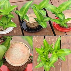 Mini Brasilien Lucky Wood - Hydroponische brasilianische Glücksholz-Tischpflanzen, Miniatur-Bambuspflanze für den Innenbereich, lebende Feng Shui-Dekoration, einfaches Wachstum (