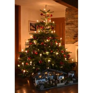 Echte Nordmann-kerstboom uit het Sauerland, groen