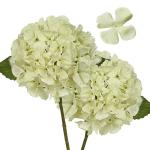 2 stuks hortensia's kunstbloemen ivoor, Ø 19 cm, kunstbloemen, hortensia, als echt voor bruidsbruidsboeketten, huis, kantoor, hotel, feestdecoratie, middenstukken, bloemstukken