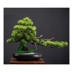 Künstlicher Bonsai-Baum Künstliche Bonsai-Kunstkiefer und schwarze Keramiktöpfe, künstliche Topfpflanze, Schreibtisch-Display, gefälschter Baum, Topfornamente for Badezimmer, 