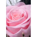 Eeuwige roos in glas met rozengeur, handgemaakt, roze, echte roos in geschenkdoos, cadeau voor vrouwen, mama, geconserveerde bloem voor Kerstmis, Valentijnsdag, Moederdag, decorati