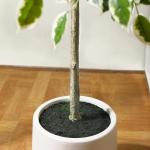 Ficus Benjamina Kunstplant 180 cm, witte pot, nep tropische plastic , groot voor woondecoratie, slaapkamer, tuin (1 stuks)