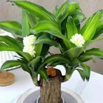 Brasilianisches Glücksholz, Brasilianisches Holz Grünpflanze, Dekoration, Hydroponischer Topfpflanzenstumpf, Brasilianische Pflanze, Mini Lächelnder Buddha, Desktop Ornament (Or