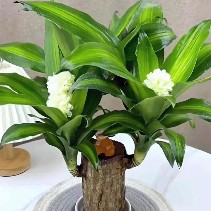 Brasilianisches Glücksholz, Brasilianisches Holz Grünpflanze, Dekoration, Hydroponischer Topfpflanzenstumpf, Brasilianische Pflanze, Mini Lächelnder Buddha, Desktop Ornament (Or