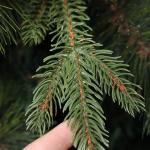 2,0 m umweltfreundlicher künstlicher Weihnachtsbaum aus PVC, hochwertige Fichte mit Scharnier und Metallständer, Dekoration für den Weihnachtsbaum, für Zuhause, Büro, Ges，Gr