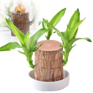 Mini Brasilien Lucky Wood - Hydroponische brasilianische Glücksholz Desktop-Pflanzen, Miniatur-Bambuspflanze für den Schreibtisch, Live-Feng Shui Dekor, einfaches Wachstum (ohne 