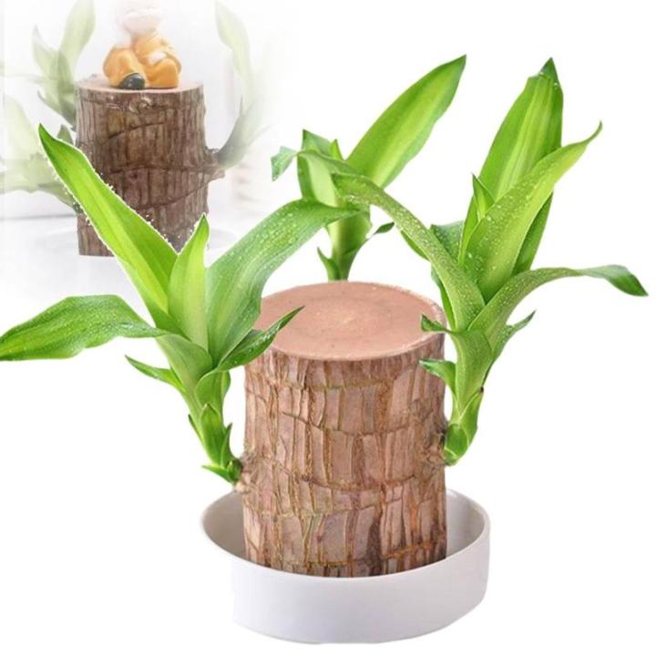 Mini Brasilien Lucky Wood - Hydroponische brasilianische Glücksholz Desktop-Pflanzen, Miniatur-Bambuspflanze für den Schreibtisch, Live-Feng Shui Dekor, einfaches Wachstum (ohne 