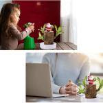 Braziliaanse planten indoor geluksholt plant set kleine mini-plant desktopplanten Braziliaanse houtplant met monniken Braziliaans hout plantenstronk hout hydrocultuurplant