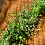 3Pcs Kunstmatige Eucalyptus Garland Wijnstokken 6FT Kunstmatige Opknoping Planten Faux Eucalyptus Bladeren Zijde planten kunstmatige groen slinger voor Bruiloft Party Home Decor