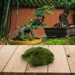 Hergestellt aus Kunststoff, lebensechtes Kunstmoos für Blumentopf-Dekoration und Bastelprojekte (dunkelgrün 50)