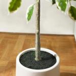 Ficus Benjamina Kunstplant 210 cm, witte pot, nep tropische plastic , groot voor woondecoratie, slaapkamer, tuin (1 stuks)