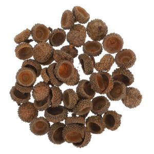 100 STK Trockene Eichelverzierung Griffe Füllstoffe Eichel Christbaumschmuck Vase Eichelfüller Eichel Weihnachtsschmuck Heimdekoration Eichel Handwerk Eichel Kranz Ornament Bausa