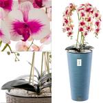 Künstliche Orchidee Kaskaden Blumenstrauß Creme und Rosa im Topf Blau H 110 cm Heimbüro Dekoration, Kunstpflanze Orchidee, Kunstblume, Künstliche Orchidee im Topf