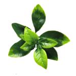 Plantenwand, , wandplanten, 50 x 50 cm, decoratie voor muur/balkon/tuin, Gardenia