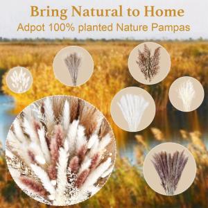 Gedroogde pampasdecoratie, gedroogde bloemen, natuurlijk, 60 stuks, doe-het-zelf, gedroogde bloemen, boeket, ideaal voor boho, woonkamer, bruiloft, slaapkamer en vazen (LZGSGO-0104