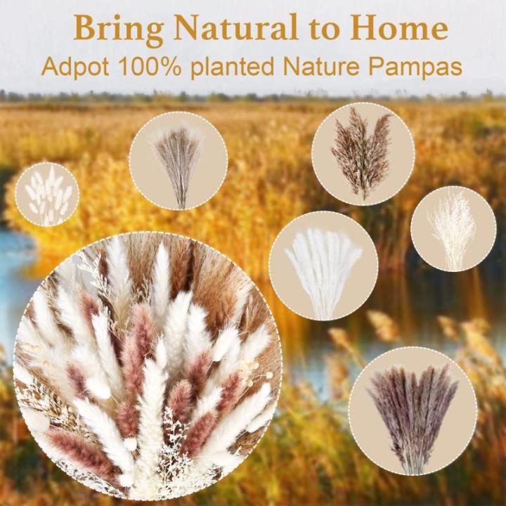 Gedroogde pampasdecoratie, gedroogde bloemen, natuurlijk, 60 stuks, doe-het-zelf, gedroogde bloemen, boeket, ideaal voor boho, woonkamer, bruiloft, slaapkamer en vazen (LZGSGO-0104