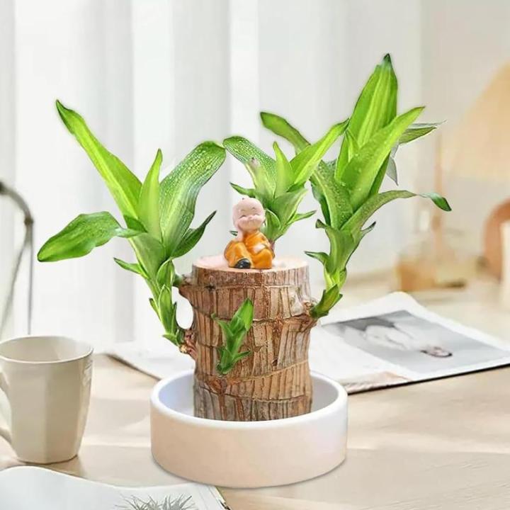 Braziliaanse planten indoor geluksholt plant set kleine mini-plant desktopplanten Braziliaanse houten plant met monnetje Braziliaans hout plantenstronk hout hydrocultuurplant (blau