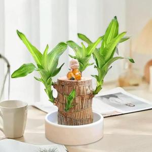 Brasilianisches Glücksholz, Brasilianisches Holz Grünpflanze, Dekoration, Hydroponischer Topfpflanzenstumpf, Brasilianische Pflanze, Mini Lächelnder Buddha, Desktop Ornament (Or
