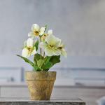 Christrosenbusch weiß-grün im Keramik Topf I weihnachtliche Christrose 28cm I Christrosen im Topf künstlich I Weihnachtsdeko I hochwertige Kunstpflanzen für Weihnachten