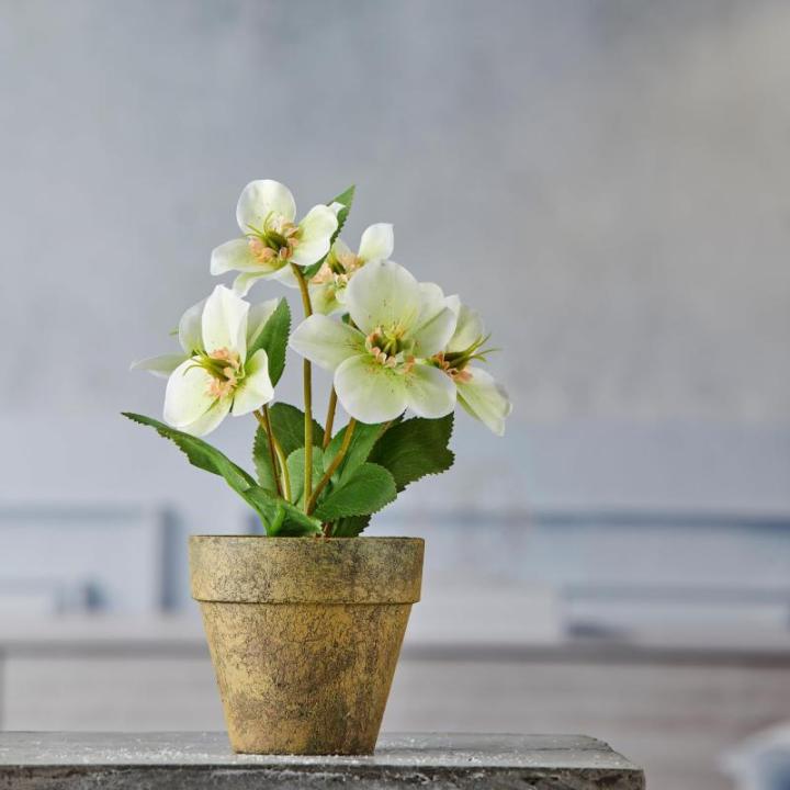 Christrosenbusch weiß-grün im Keramik Topf I weihnachtliche Christrose 28cm I Christrosen im Topf künstlich I Weihnachtsdeko I hochwertige Kunstpflanzen für Weihnachten