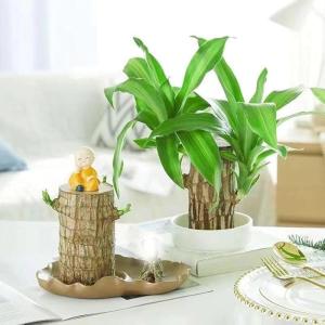 Braziliaanse geluksplant set kleine mini gelukshhout uit Brazilië Braziliaanse houten plant met monnikstandbeelden, desktopplant Braziliaanse houtplant, plantenstronk hydrocultuur
