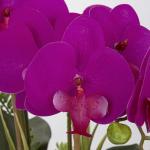 Phalaenopsis Kunstorchidee Bonsai namaakbloemen zijde kunstorchidee bloemenarrangement met keramische pot voor tafeldecoratie woonkamer wooncultuur 38 cm