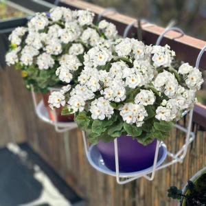 , 3 bundels voor buiten en binnen, namaakgeranium, zijden bloemen, decoratie, , uv-bestendig, geraniumstruik voor hangende tuin, veranda, raam, box, decoratie, wit
