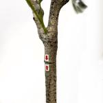 Kunstmatige olijfboom 180 cm kunstplant boom Olea kunstboom hoge stam