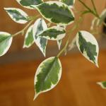 Ficus Benjamina Kunstplant 210 cm, witte pot, nep tropische plastic , groot voor woondecoratie, slaapkamer, tuin (1 stuks)