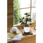 28cm Kunstpflanzen im Topf für Heimdekoration Künstliche Zimmerpflanze Camellia, Blumenarrangements Heim- und Büro Dekoration Desktop Bonsai, Kunstpflanzen mit Töpfen Tischdeko