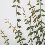 Ontwerp kunstmatige hangende varenplanten