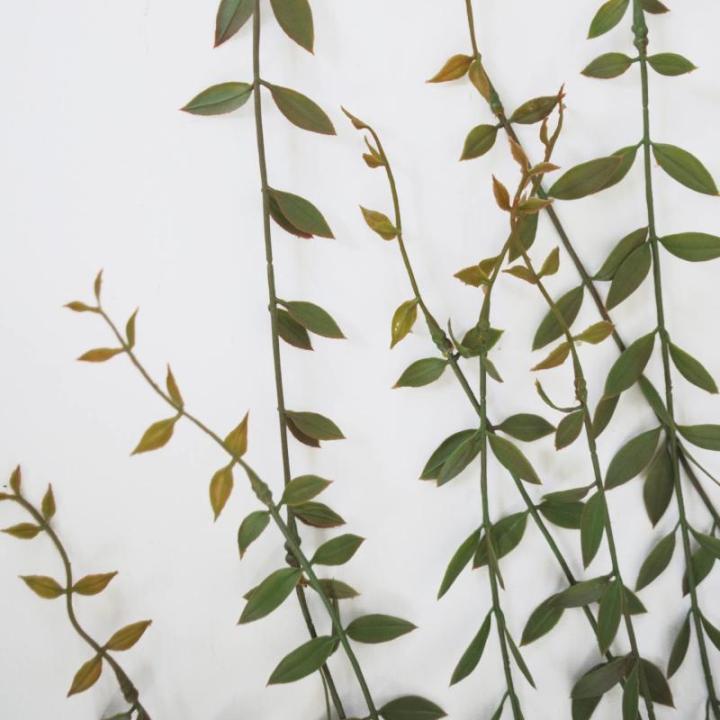 Ontwerp kunstmatige hangende varenplanten