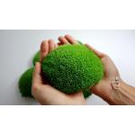 Hello Moss geconserveerd mos 8 stuks - mosdecoratie voor jou - kogelmos geconserveerd voor je huis - maak een mosafbeelding - geschikt als mos voor terraria en bossen in glas