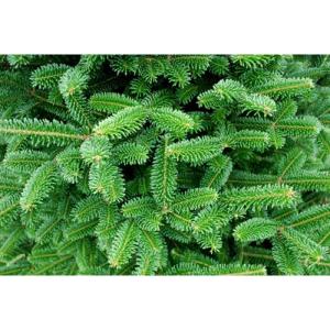 Echte kerstboom - Nordmann-spar - vers geslagen kerstboom dennenboom (spar, 160-180 cm)