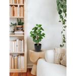 45 cm kleine , in pot, decoratieve planten in pot, zoals echt, Chinese geldplant, plastic planten voor woonkamer, slaapkamer, kantoor, decoratie