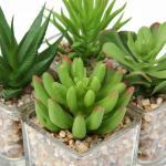 Kunstplant kunstmatige vetplant kamerplant decoratieve woonkamer, badkamer decoratieve plant vetplant, hoogte 10,5 cm, in glazen pot, set van 4