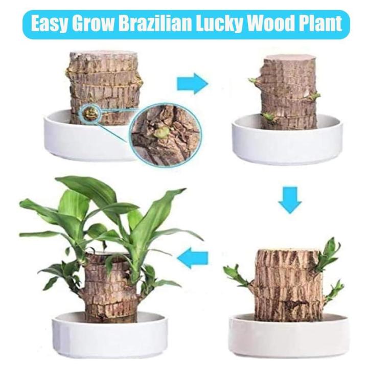 Braziliaanse planten indoor geluksholt plant set kleine mini-plant desktopplanten Braziliaanse houten plant met monnetje Braziliaans hout plantenstronk hout hydrocultuurplant (blau