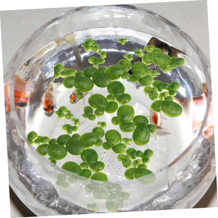 3 Sätze Wasserlinsen-Kunststoff Künstliche Pflanzen Artificial Pflanzen Aquarium Dekoration Gefälschte Schwimmende Entengrütze Künstliche Wasserlinsenpflanze Plastik 90 Stück