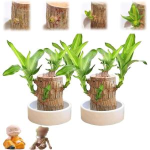 Brazilian Wood Plant,Mini Brazil Lucky Wood,Brazilian Lucky Wood Desk,Brazilian Lucky Bamboo Wood Hydroponic Potted Plant Stump,Office Desktop Plant (Lucky Wood+Doll+Monk-Color Ran