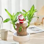 Braziliaanse planten indoor geluksholt plant set kleine mini-plant desktopplanten Braziliaanse houtplant met monniken Braziliaans hout plantenstronk hout hydrocultuurplant