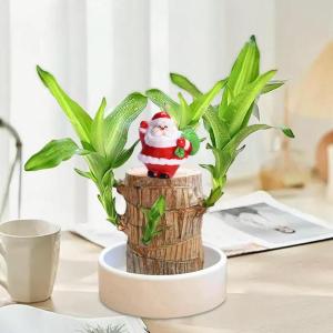 Braziliaanse planten indoor geluksholt plant set kleine mini-plant desktopplanten Braziliaanse houtplant met monniken Braziliaans hout plantenstronk hout hydrocultuurplant