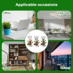 Mini Brazil Lucky Wood, Brazilian Lucky Wood Plant, NEW Brazil Lucky Wood Plant, Magical Sprouting Lucky Bamboo Wood, Brazilian Wood Hydroponic Plant Decor (Panda)