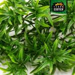 Kunstplant cannabis/hennep, hangplant voor terraria, als verstopplaats voor je terrarium, The Wind Claw Blaven, wijnstok 30-60 cm (medium 40 cm)