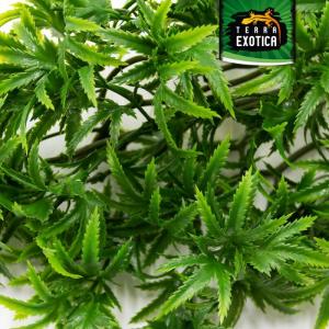 Kunstplant cannabis/hennep, hangplant voor terraria, als verstopplaats voor je terrarium, The Wind Claw Blaven, wijnstok 30-60 cm (medium 40 cm)