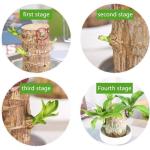 Brazilian Wood Plant,Mini Brazil Lucky Wood,Brazilian Lucky Wood Desk,Brazilian Lucky Bamboo Wood Hydroponic Potted Plant Stump,Office Desktop Plant (Lucky Wood+Doll+Monk-Color Ran