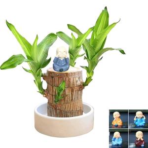 Braziliaanse planten indoor geluksholt plant set kleine mini-plant desktopplanten Braziliaanse houten plant met monniken Braziliaans hout plantenstronk hout hydrocultuurplant (1B-A