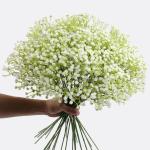 Gypsophila-, 10 stuks Gypsophila-planten, voor bruiloft, bruidsboeket, thuis, knutselen en decoratie